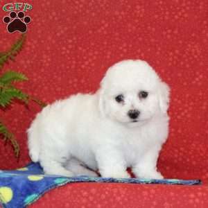 Mickey, Bichon Frise Puppy